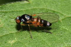 Callomyia amoena