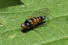 Callomyia amoena