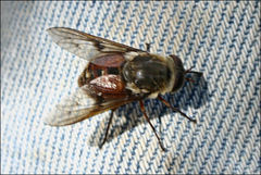 Scaptia maculiventris