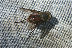 Scaptia maculiventris