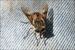 Scaptia maculiventris
