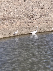 Ardea alba