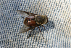 Scaptia maculiventris