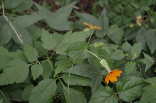 Thunbergia alata