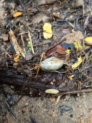Quantula striata