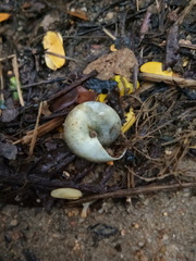 Quantula striata