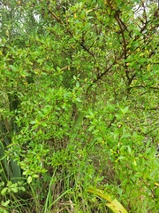 Coprosma ×cunninghamii