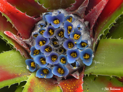 Fascicularia bicolor