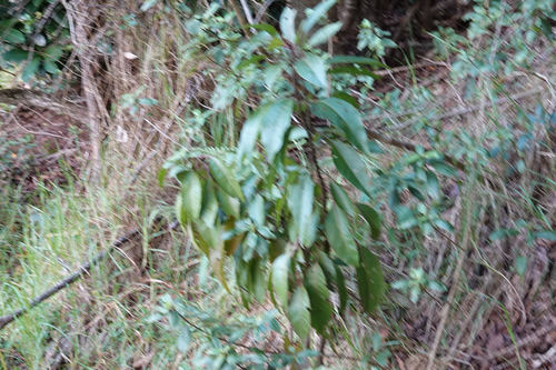 Charpentiera elliptica, 2021-11-09