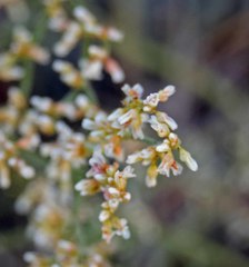Eriogonum effusum