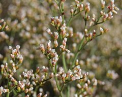 Eriogonum effusum