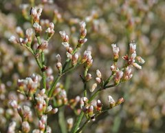 Eriogonum effusum