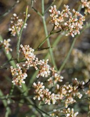 Eriogonum effusum