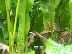 Phaethornis longuemareus