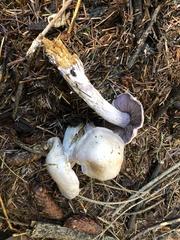 Cortinarius camphoratus
