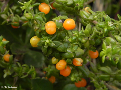 Galium hypocarpium