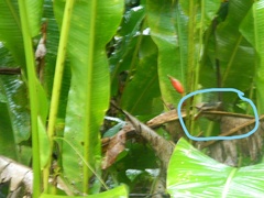 Phaethornis longuemareus