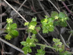 Galium hypocarpium