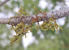 Arceuthobium vaginatum