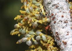 Arceuthobium vaginatum