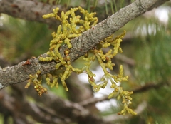 Arceuthobium vaginatum