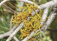 Arceuthobium vaginatum