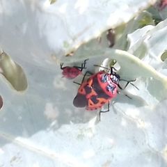 Eurydema spectabilis