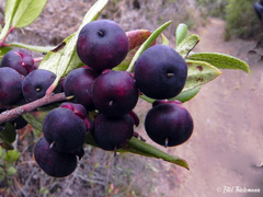 Gaultheria insana