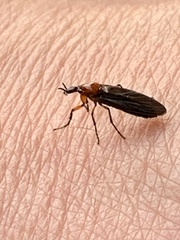 Dilophus serotinus