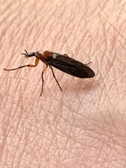 Dilophus serotinus