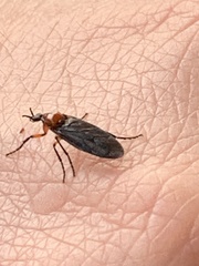 Dilophus serotinus