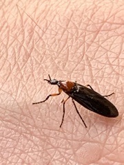 Dilophus serotinus