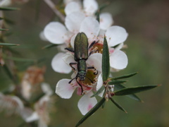 Eleale aspera