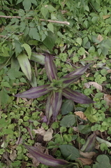 Tradescantia zebrina