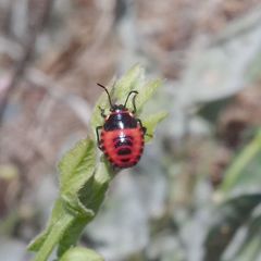 Eurydema spectabilis