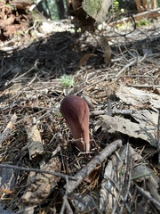 Clavariadelphus subfastigiatus