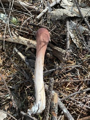 Clavariadelphus subfastigiatus