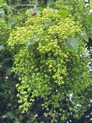 Plagianthus regius
