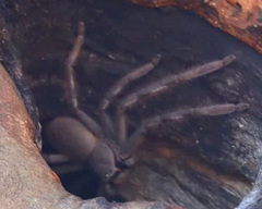 Isopedella saundersi