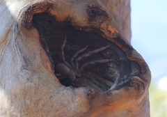 Isopedella saundersi