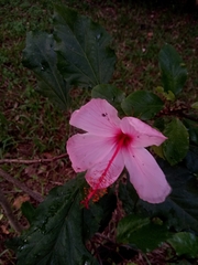 Hibiscus rosa-sinensis