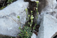 Draba cana