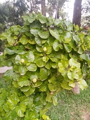 Hibiscus rosa-sinensis