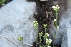 Draba cana