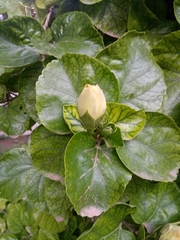 Hibiscus rosa-sinensis