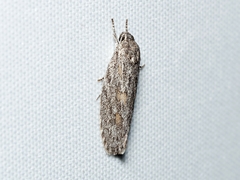 Phylomictis sarcinopa