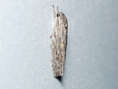 Phylomictis sarcinopa