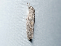 Phylomictis sarcinopa