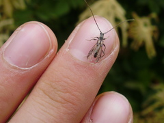 Molorchus umbellatarum