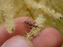 Molorchus umbellatarum